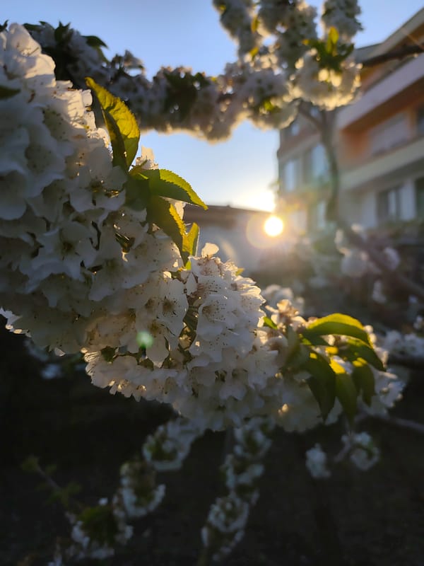 Spring blossoms bloom in Ravda, Bulgaria