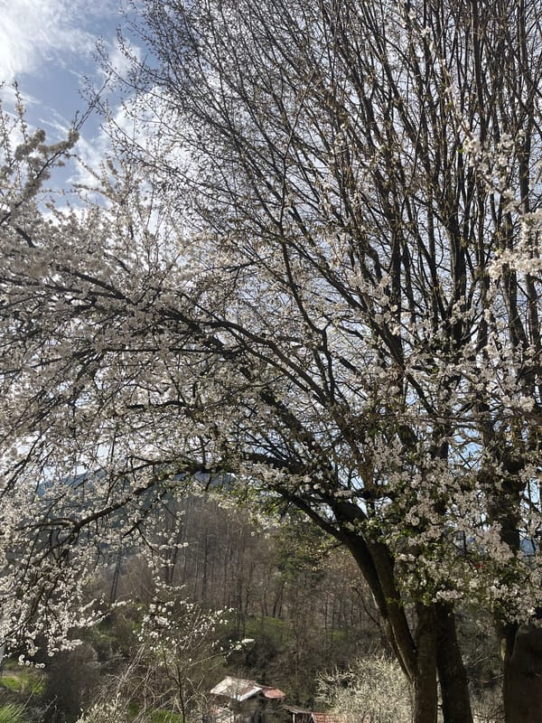 Spring blossoms observed on tree in Smolyan, Bulgaria
