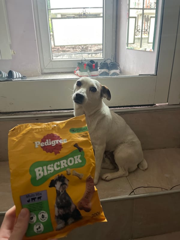 Dog receives treats during indoor feeding session in Bulgaria