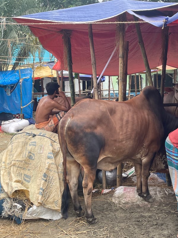Livestock market operates in Dhaka-Nasirabad area, Bangladesh