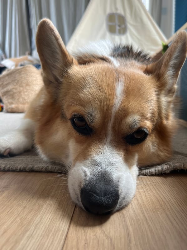 Corgi receives affection from owner in German countryside