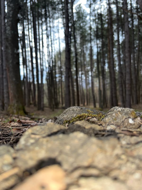 Spring forest walk documented near Vladaya, Bulgaria