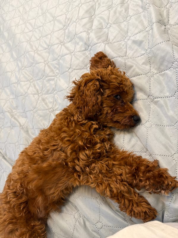 A toy poodle's morning in Sofia, inside and out.