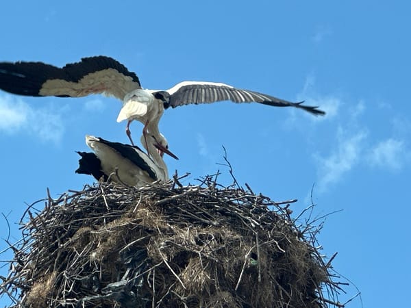 Spring wildlife flourishes in Bulgarian village with nesting storks