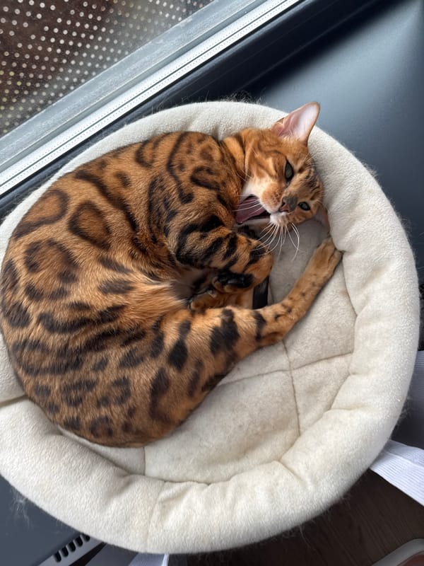 Bengal Cat and Rainy Train Window Spotted in Moscow