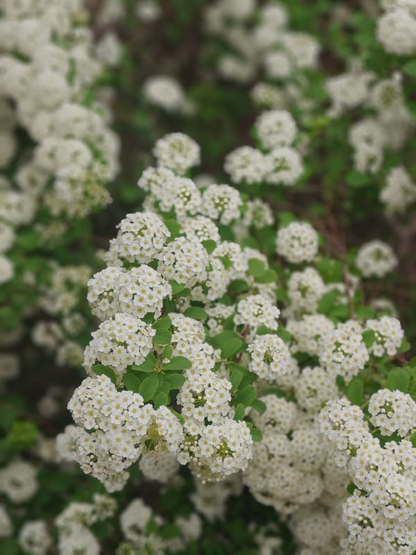 Spring afternoon captured in Hadiach: family life and blooming flowers