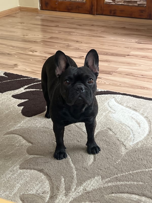 French Bulldog and Chihuahua at home in Karabunar
