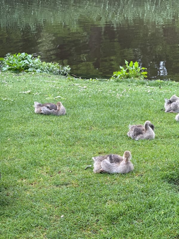 Spring wildlife and scenery documented at Amsterdam's Vondelpark