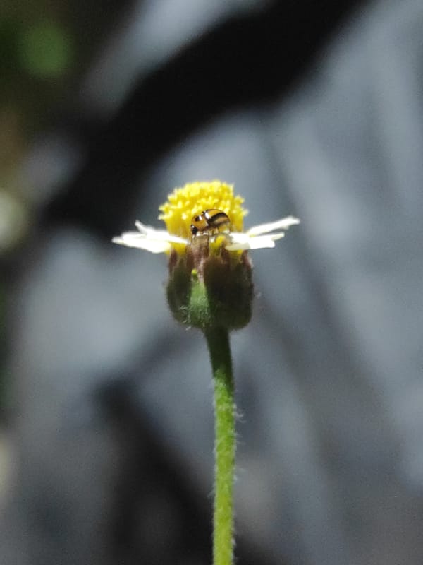 Macro photos capture insect on flowers in Lhokseumawe