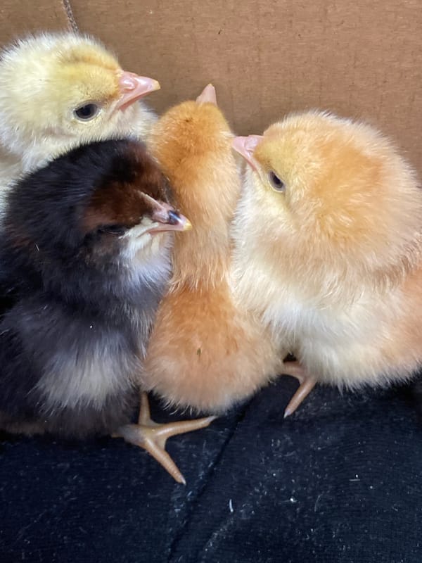 Newly hatched chicks in mixed colors, up close