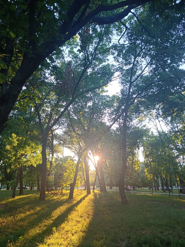 Golden hour walk in a Zaporizhzhia park with dog and dragonfly