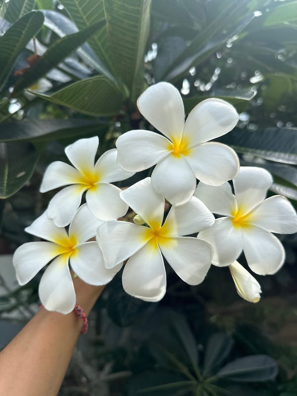 White Plumeria blooms in various stages, Baan Thong Po