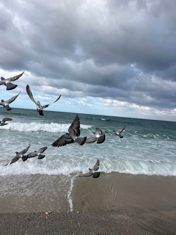 Stormy weather and pigeons captured at Alanya beach