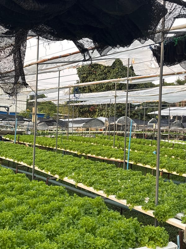 Hydroponic farms documented in Choeng Thale, Thailand