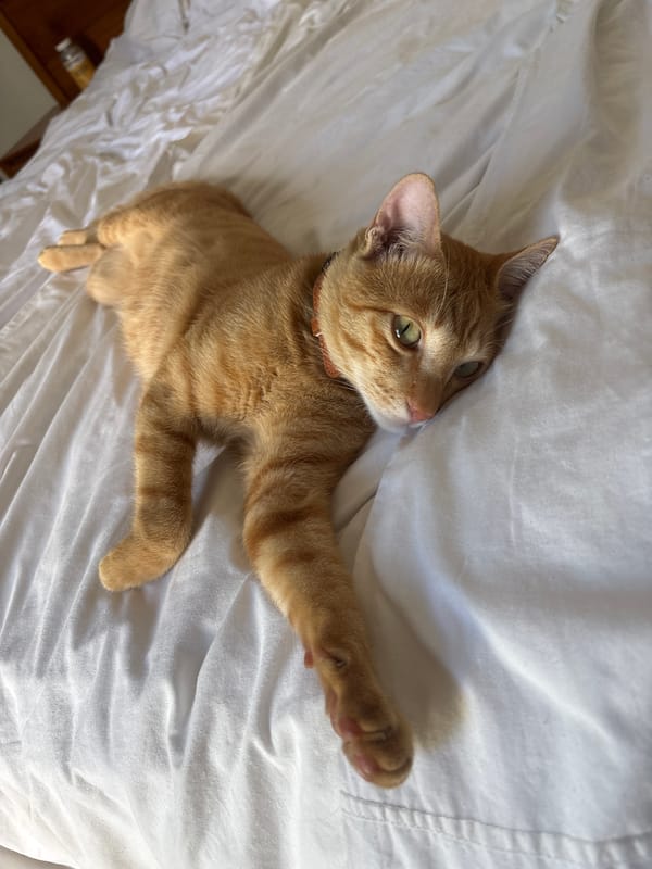 Orange tabby cat rests on white bedding in Mengwi