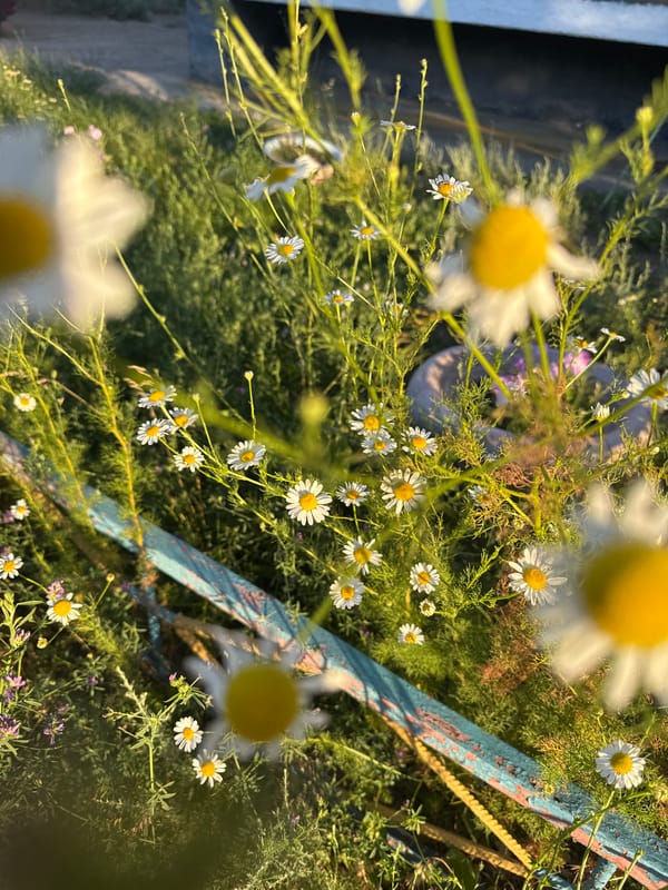 Wildflowers, street cats, and city details on a summer afternoon