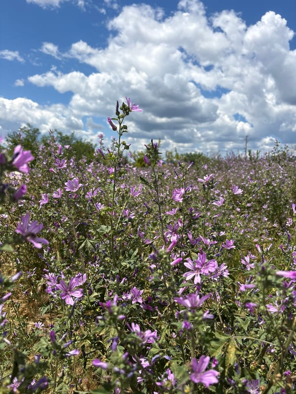 Purple wildflower field blooms in Gyulyovtsa, Bulgaria
