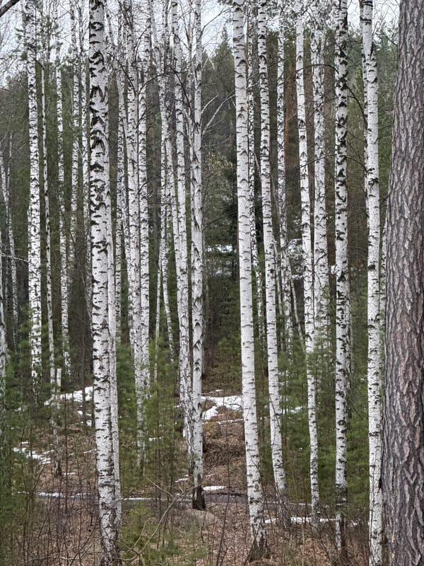 Spring outdoor activities documented in Yekaterinburg parks and yards