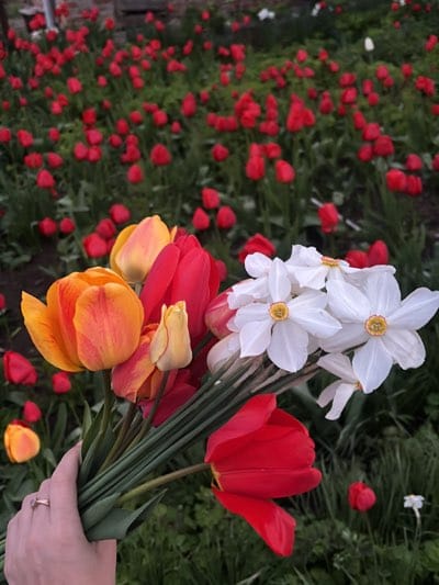Spring flower bouquet gathered in Kharkiv tulip garden