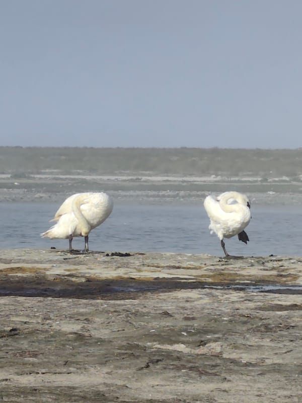 Two swans on a foggy Kazakh lakeshore, preening and swimming