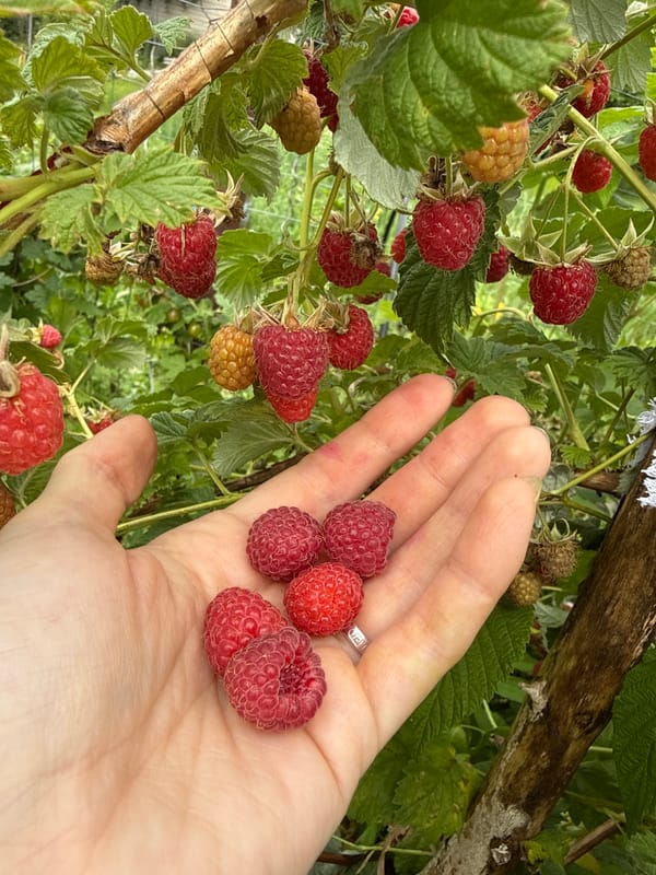 Raspberry picking morning with butterflies and garden blooms