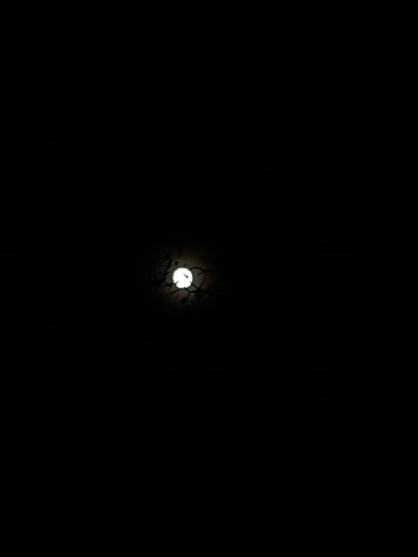 Moon observed through tree branches in Newburgh nighttime sky