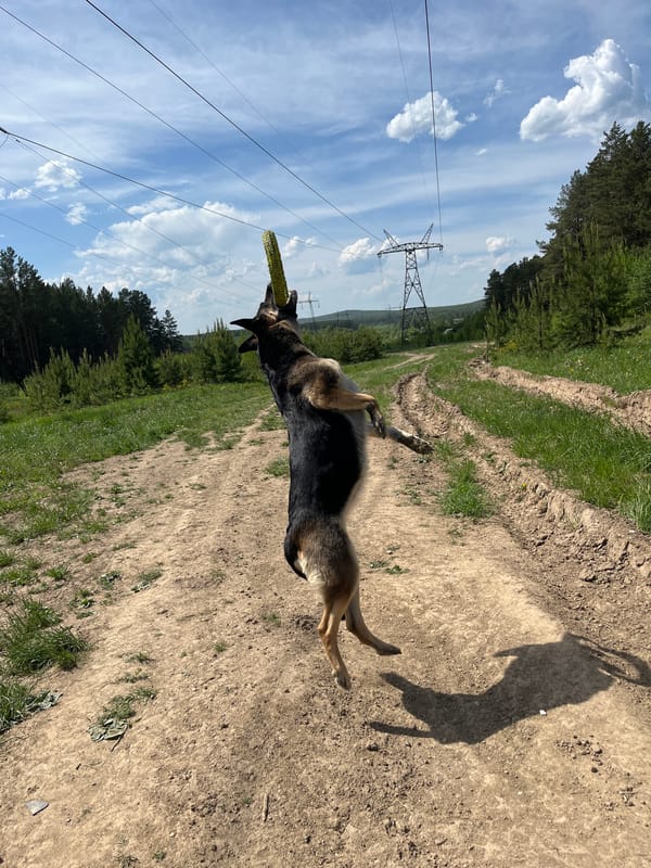 Dogs play in rural clearing near Nizhny Tagil, Russia