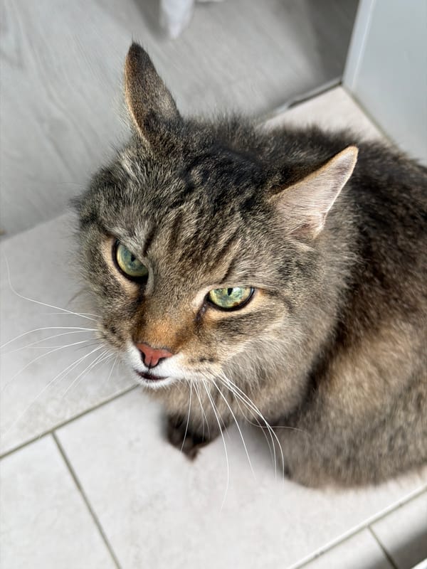 Morning moments with pet cat documented in Засечное apartment