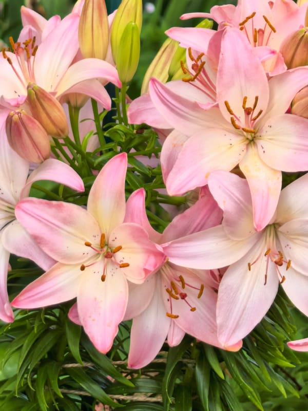 Flowers and architecture outside a Sterlitamak building in summer