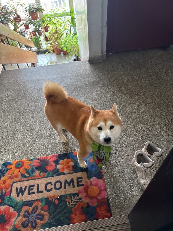 Shiba Inu poses with cloth on doormat in Sofia home