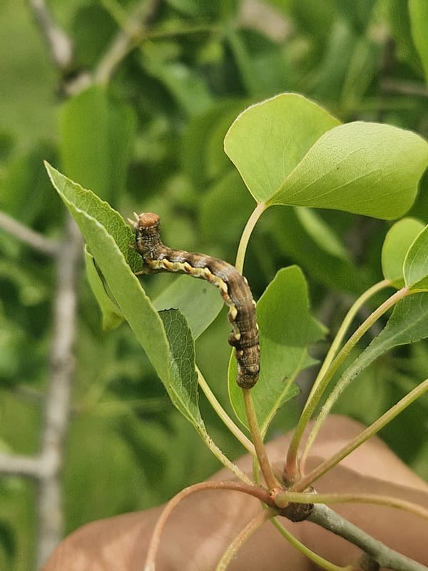 Caterpillar spotted on leaf edge in Resen, Bulgaria