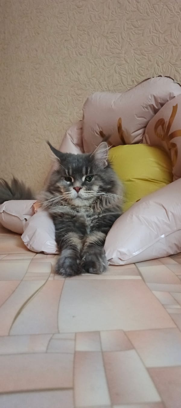 Fluffy grey cat lounges among colorful pillows in Samara