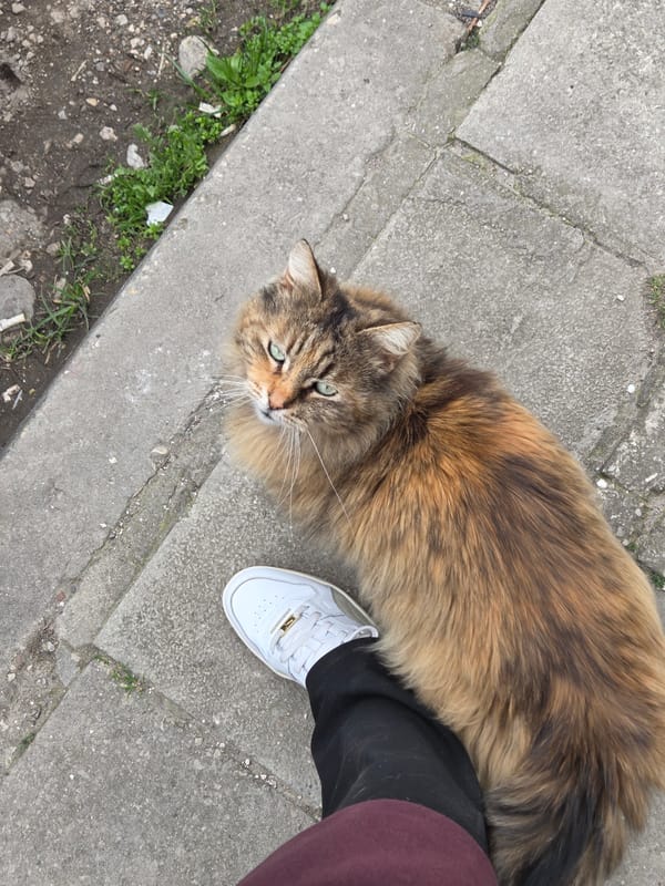 Street cats and nail salon activities documented in Varna