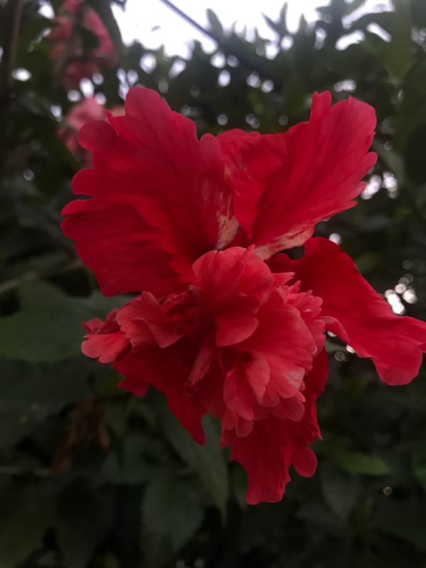 Tropical flower photography session in Baan Mae Nam at dusk