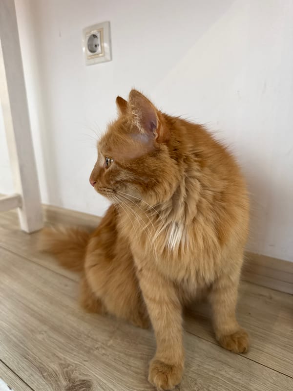 Quiet pet moments captured in Bulgarian town
