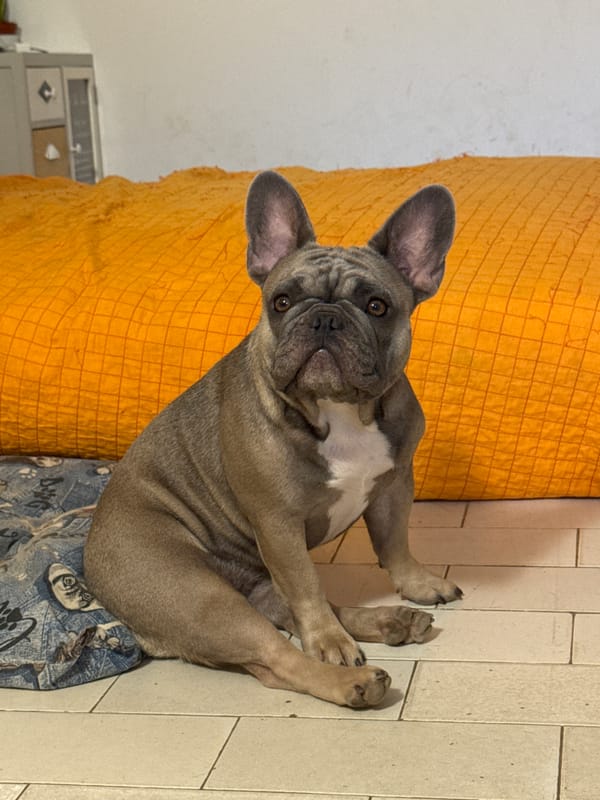 French Bulldogs at home in San Benedetto del Tronto
