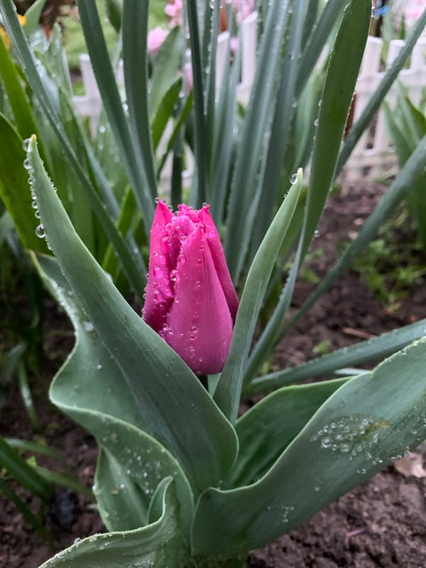 Rain-soaked tulip buds bloom in Bulgarian garden