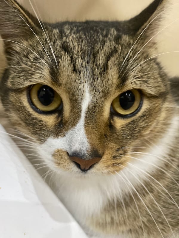 Close-up portrait of a tabby cat in Novokuybyshevsk