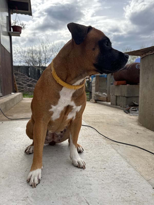 Boxer dog and spring garden documented in Chaikovsky, Russia