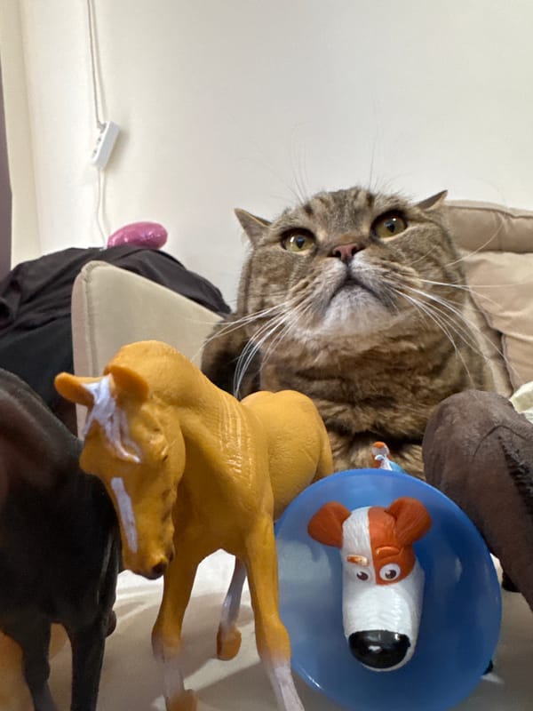 Tabby cat and cone-wearing dog with toy animal figurines
