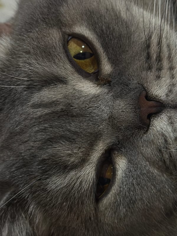 Gray cat photographed resting on patterned bedding in Perm