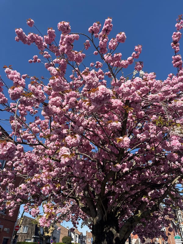 Spring blossoms photographed in Wattrelos, France