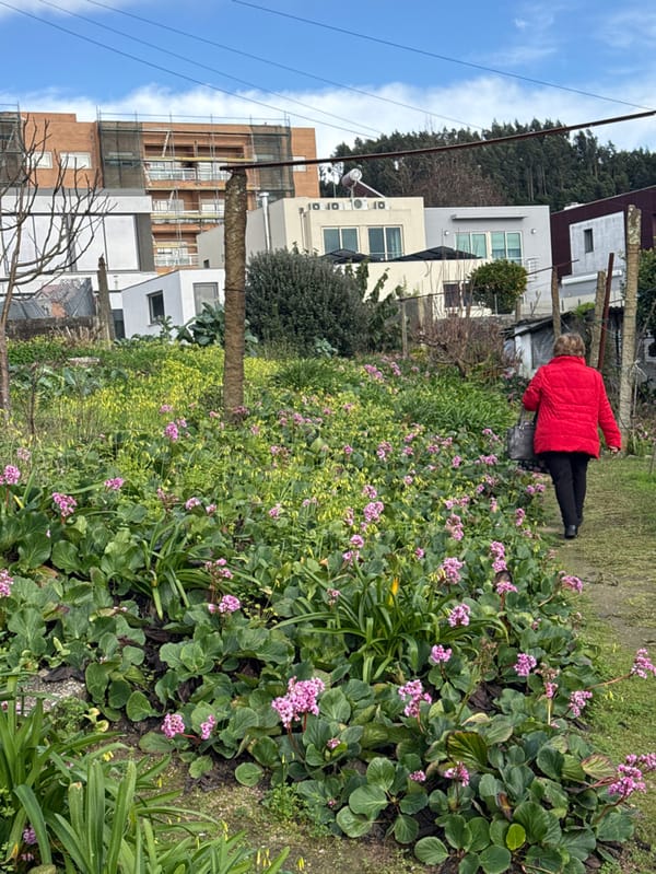 Quiet winter afternoon in Portuguese residential garden