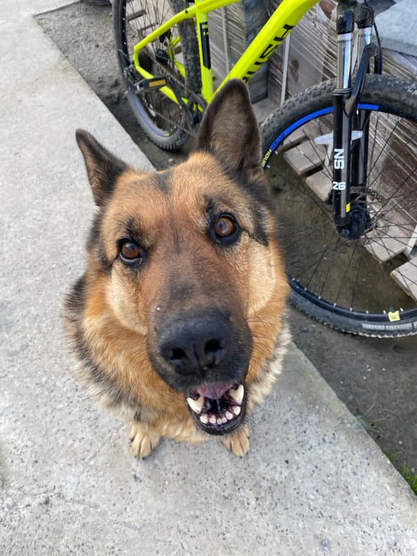 German Shepherd photographed outdoors in Tyumen, Russia