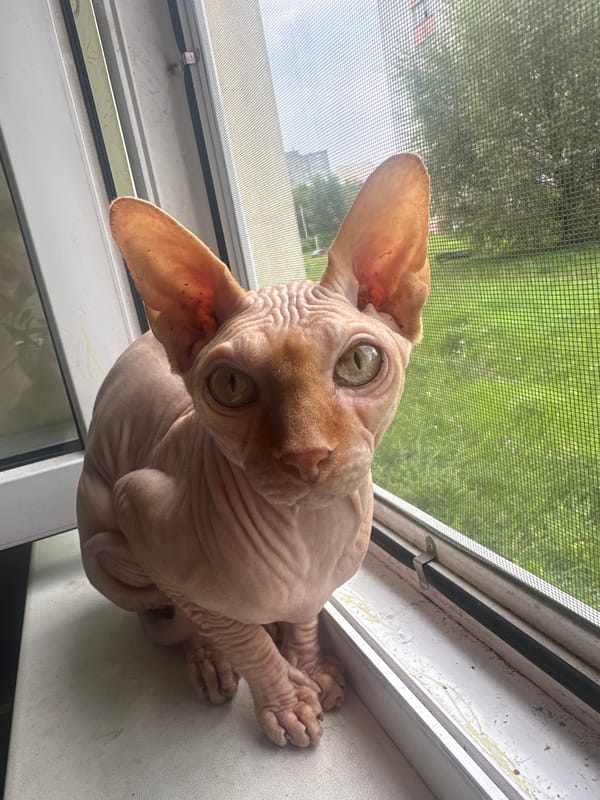 Sphynx cat and houseplants fill a Maladzyechna apartment morning