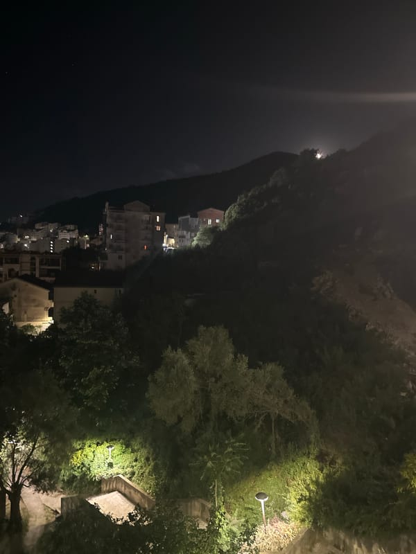 Domestic cats observed in evening hours across Budva homes