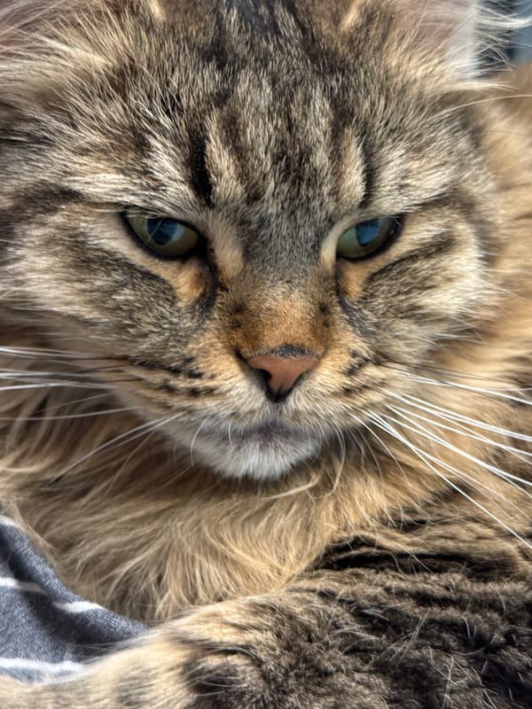 Morning routine with pet cat documented in Izhevsk bedroom