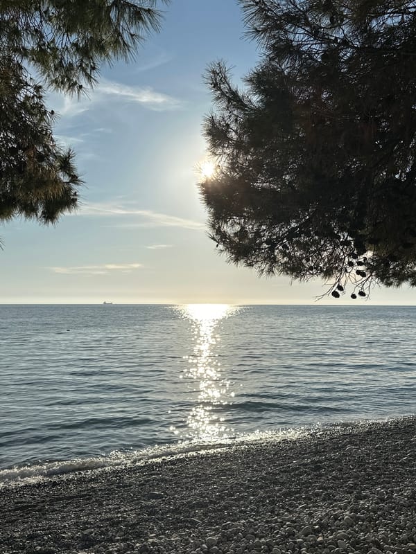 Cats play, wisteria blooms in Montenegro spring afternoon