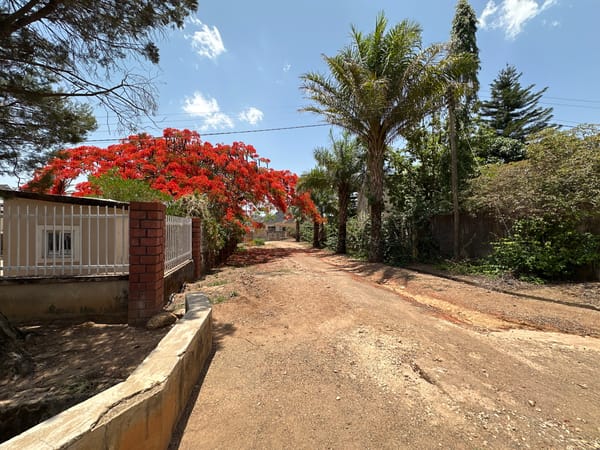 Dusty road lined with flowering trees observed in Jos