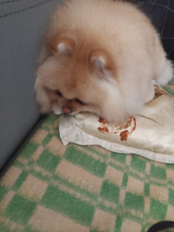 Pomeranian dog naps on couch in Bulgarian home